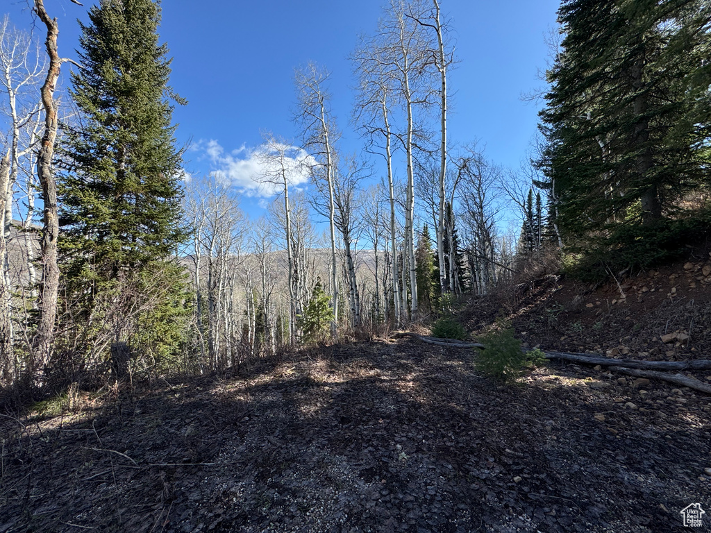 View of tree filled area