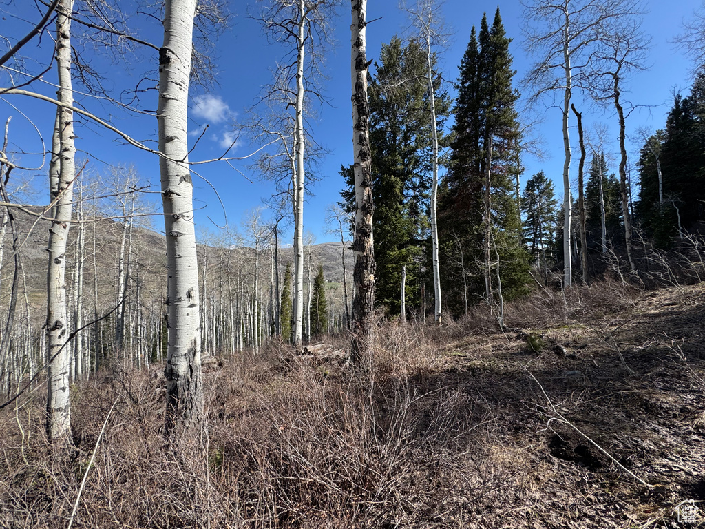 View of woods