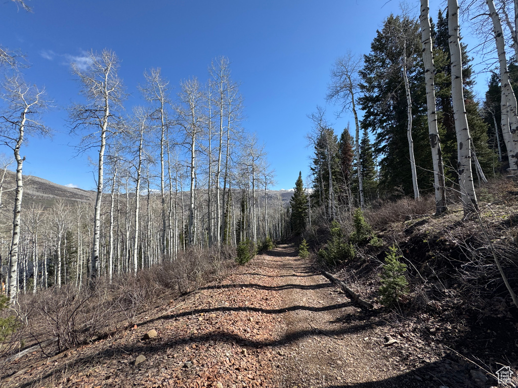 View of street with a forest view