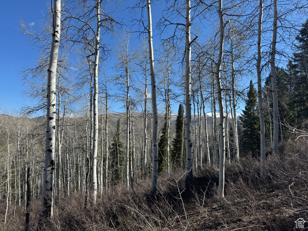 View of wooded area