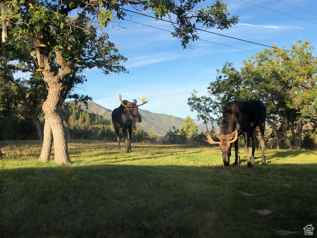 View of grassy yard featuring a mountain view