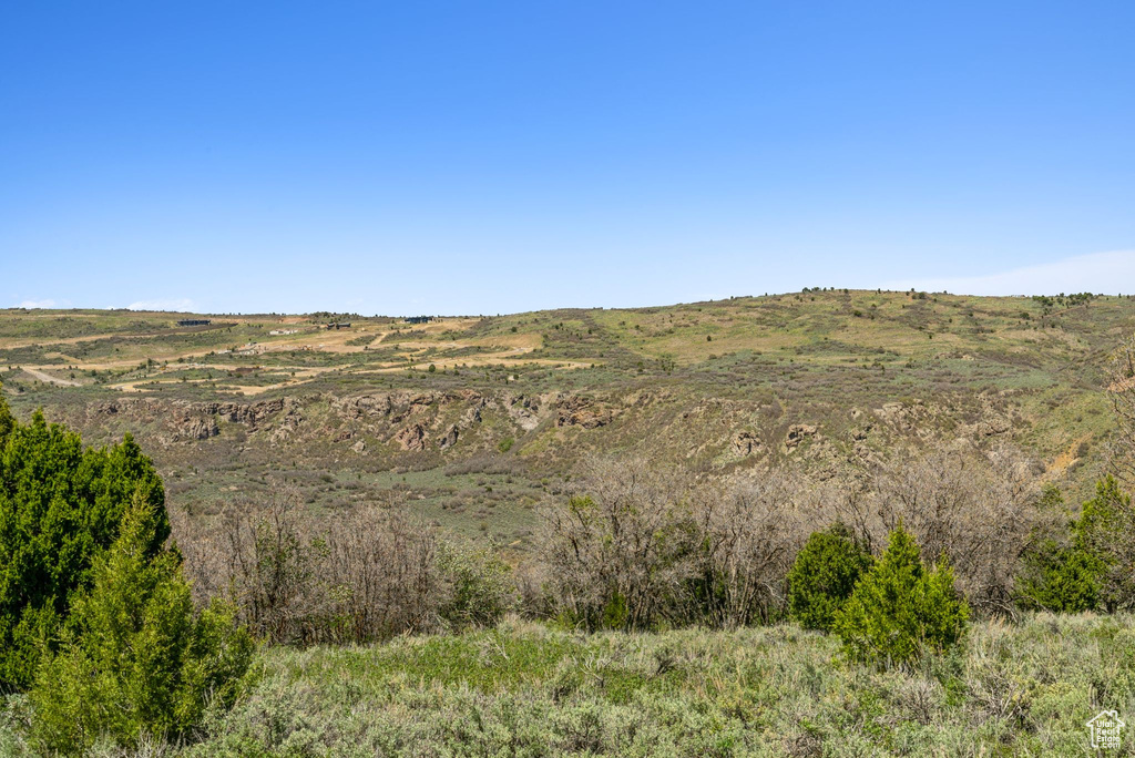 View of local wilderness