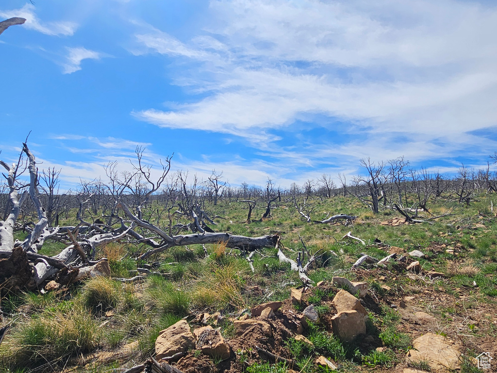 View of local wilderness