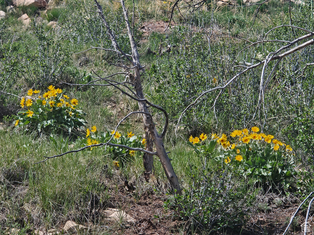 View of local wilderness