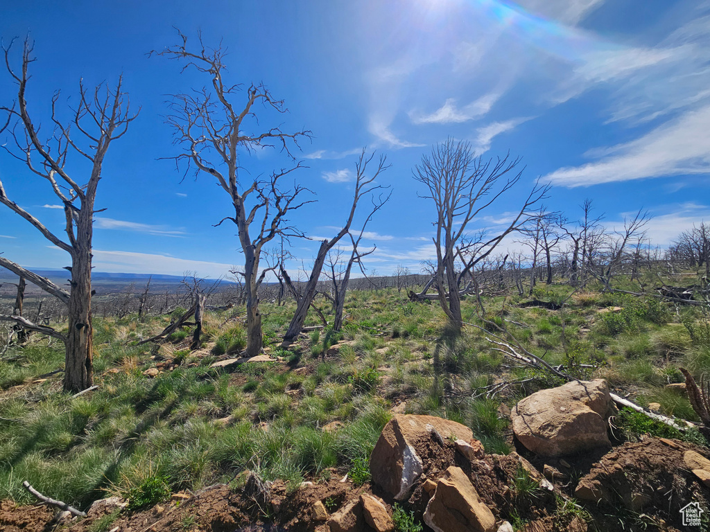 View of local wilderness