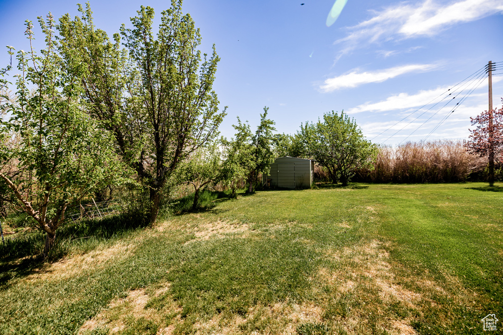 View of green lawn with an outbuilding and a storage unit