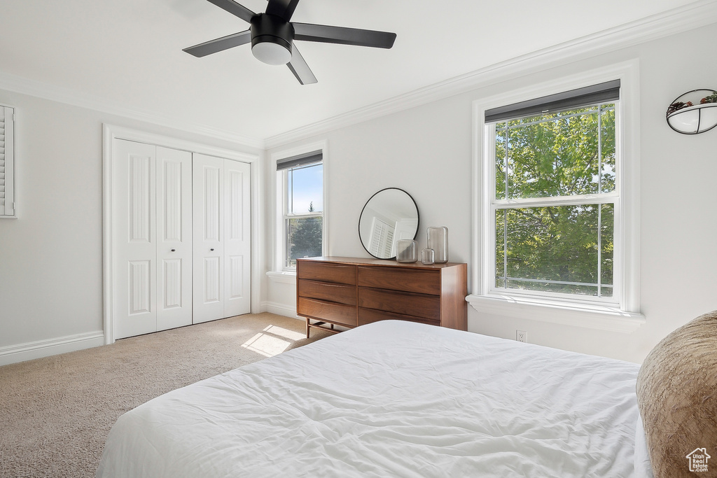 Carpeted bedroom featuring multiple windows, crown molding, a closet, and baseboards