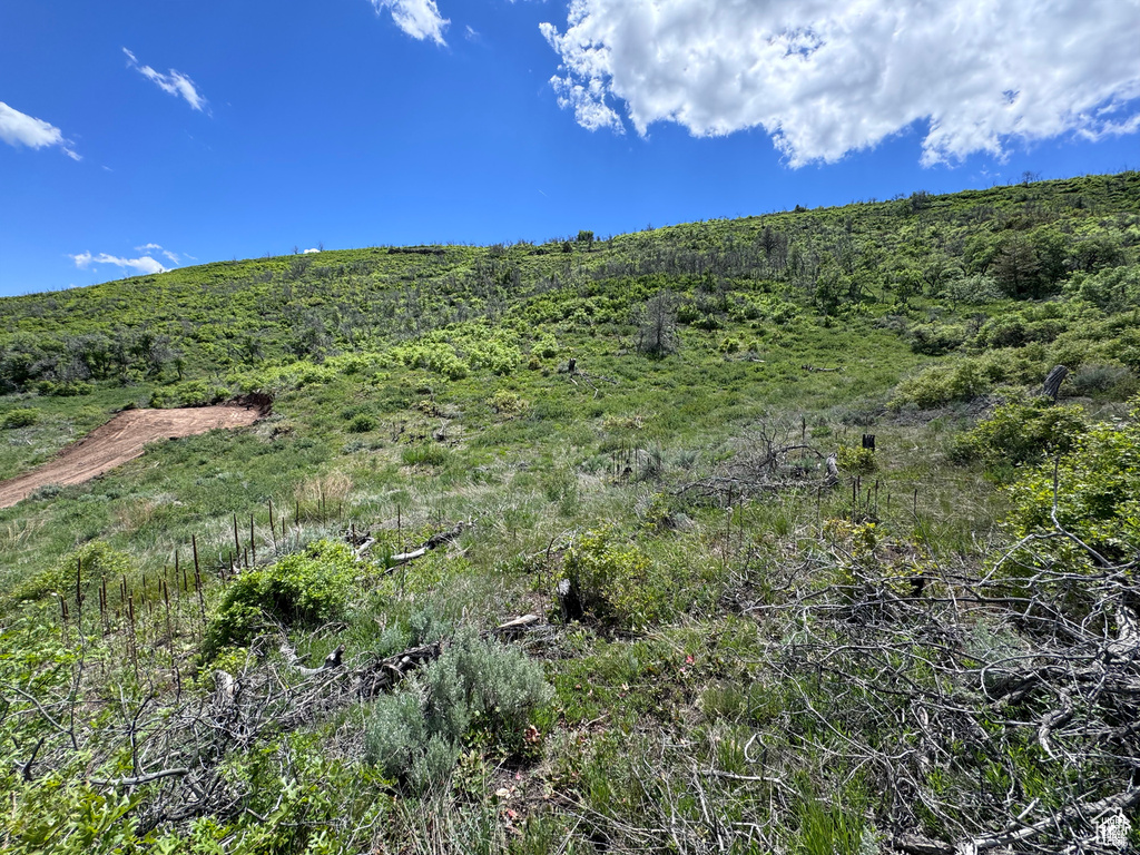 View of local wilderness