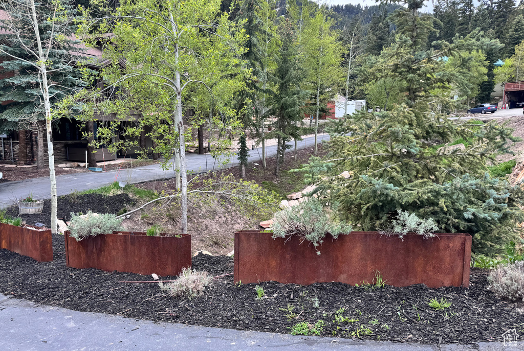 View of yard with a view of trees