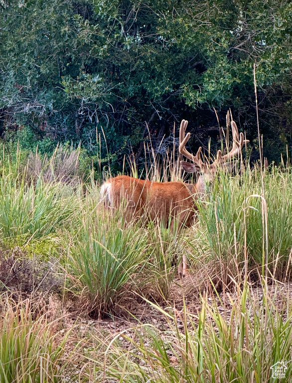 View of local wilderness