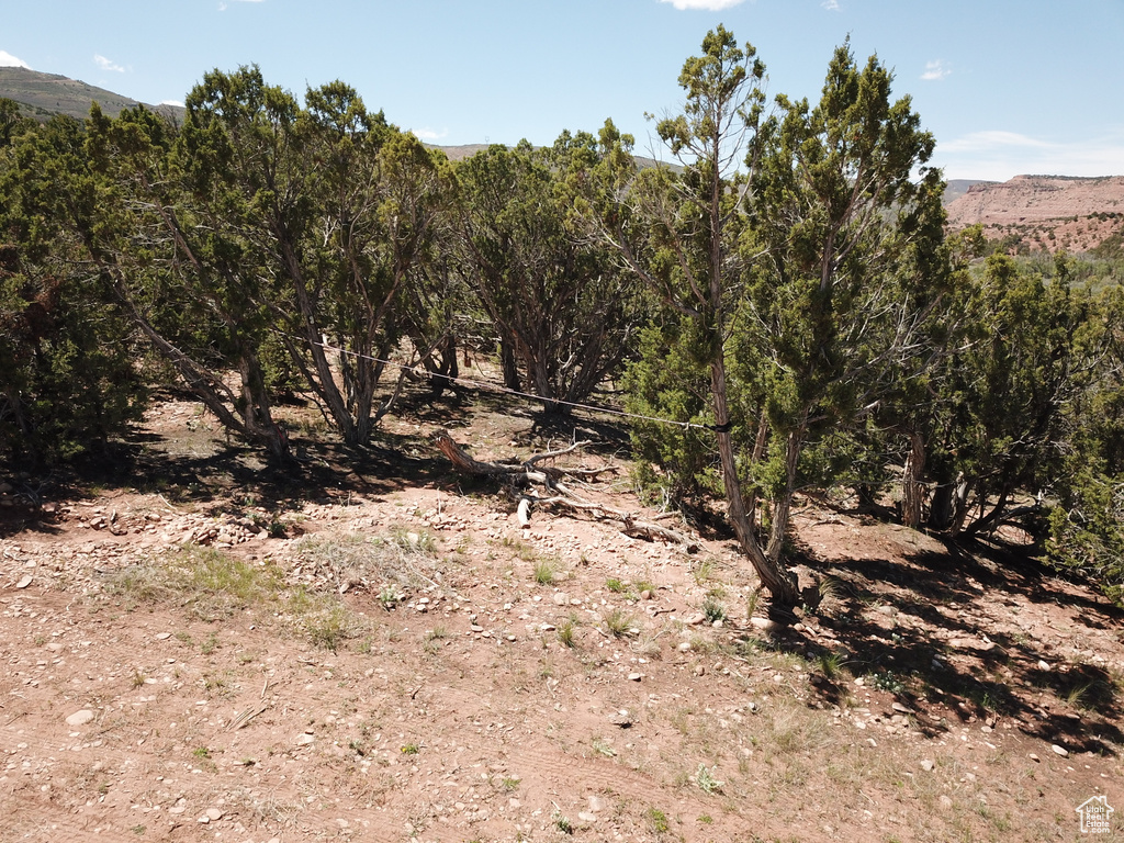 View of local wilderness