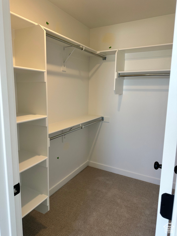 Spacious closet featuring carpet floors