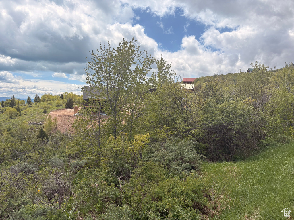 View of local wilderness
