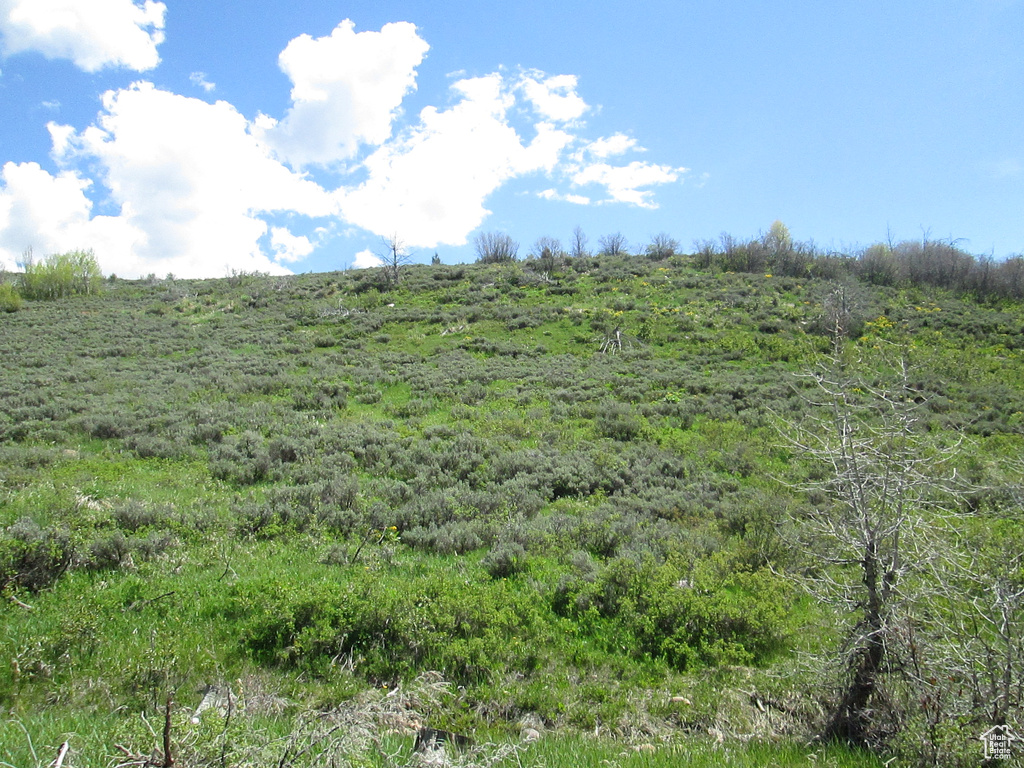 View of local wilderness