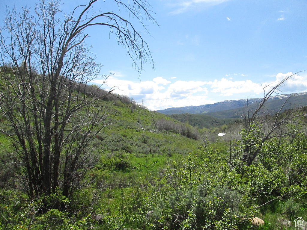 Mountain view with a forest