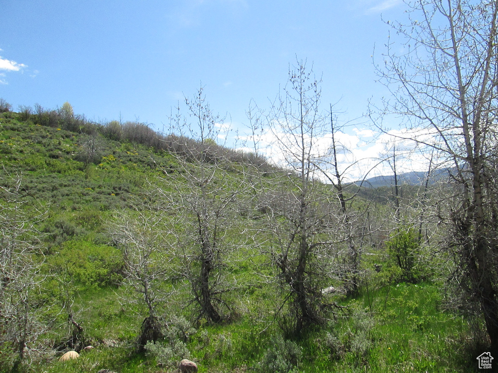 View of mountain backdrop featuring a heavily wooded area