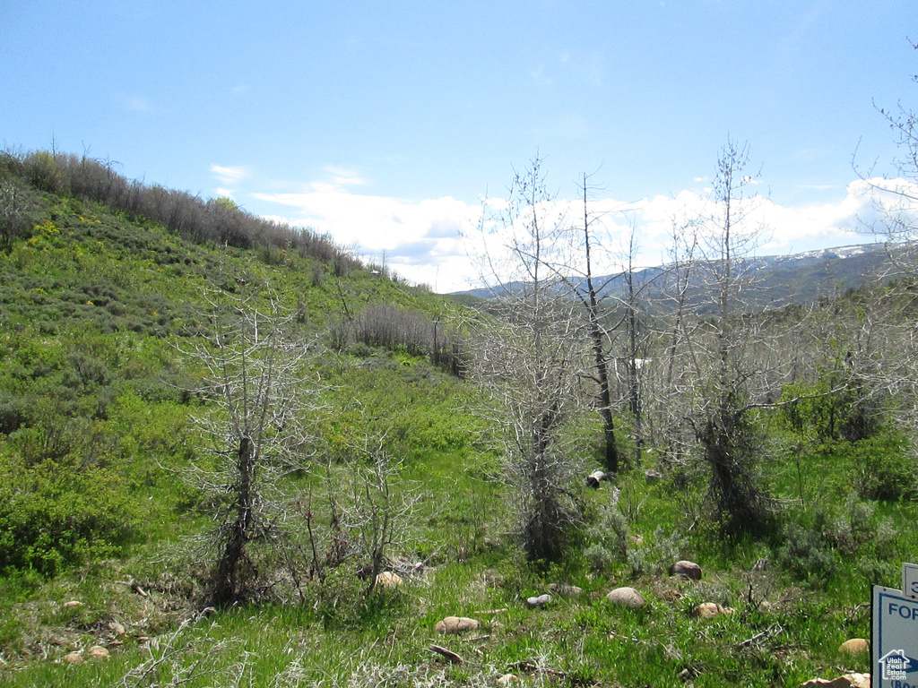 View of mountain background with a forest