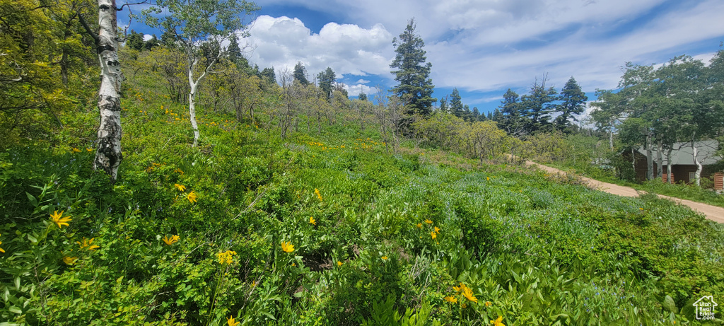 View of local wilderness