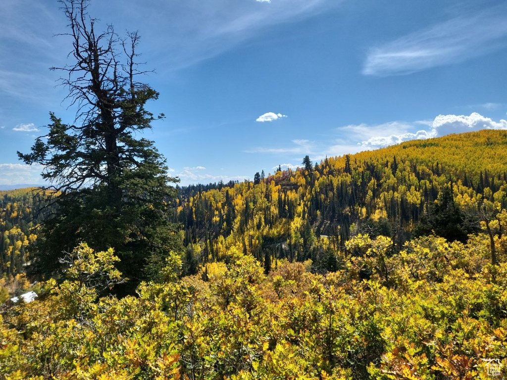 Mountain view featuring a heavily wooded area