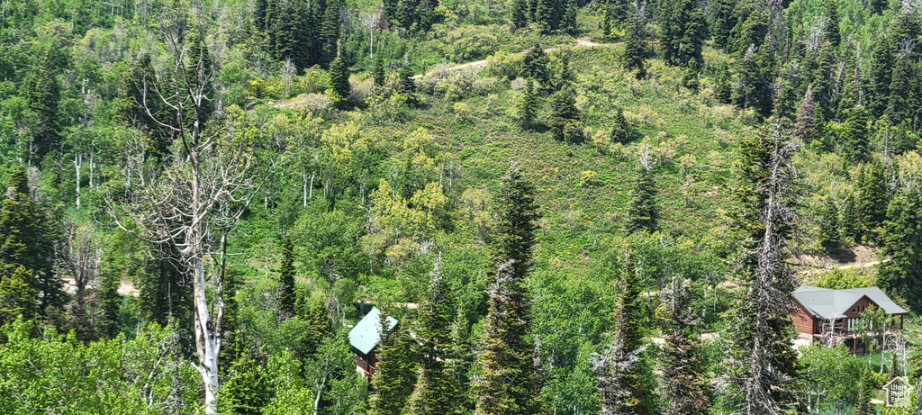 Aerial view of a forest