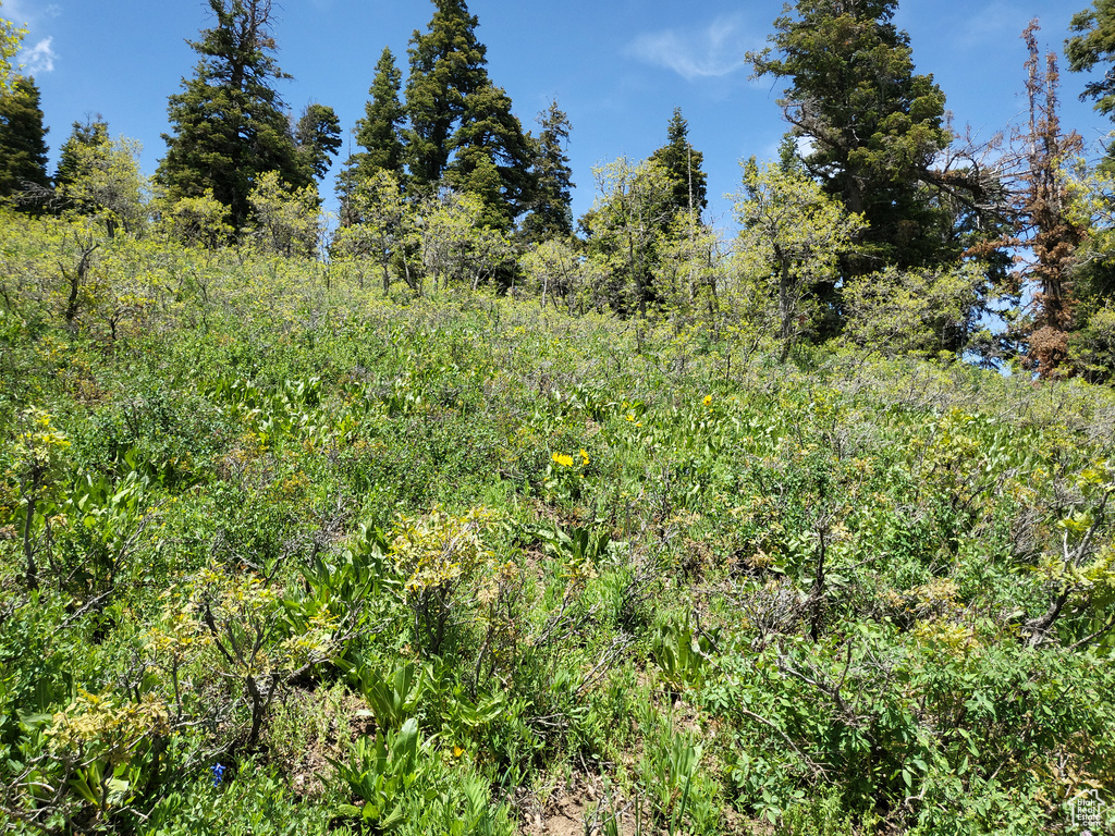 View of tree filled area