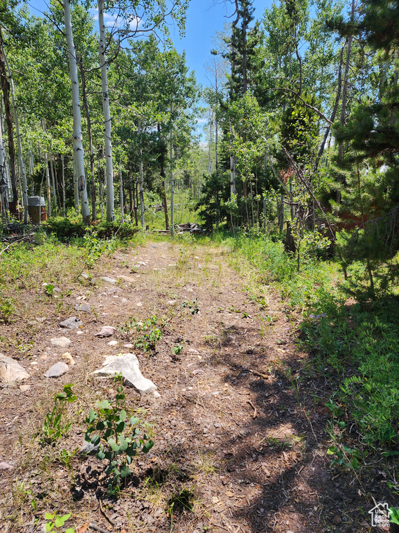 View of local wilderness