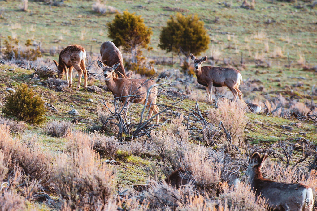 View of local wilderness