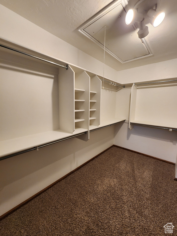 Walk in closet featuring attic access and carpet flooring