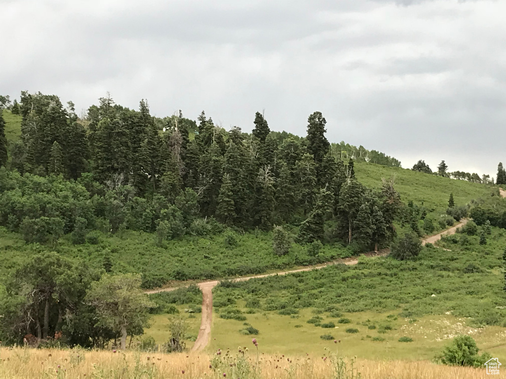 View of local wilderness