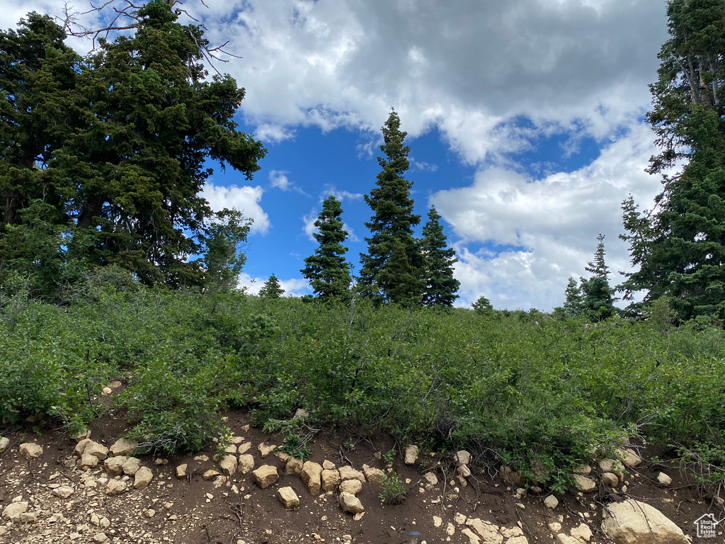 View of local wilderness