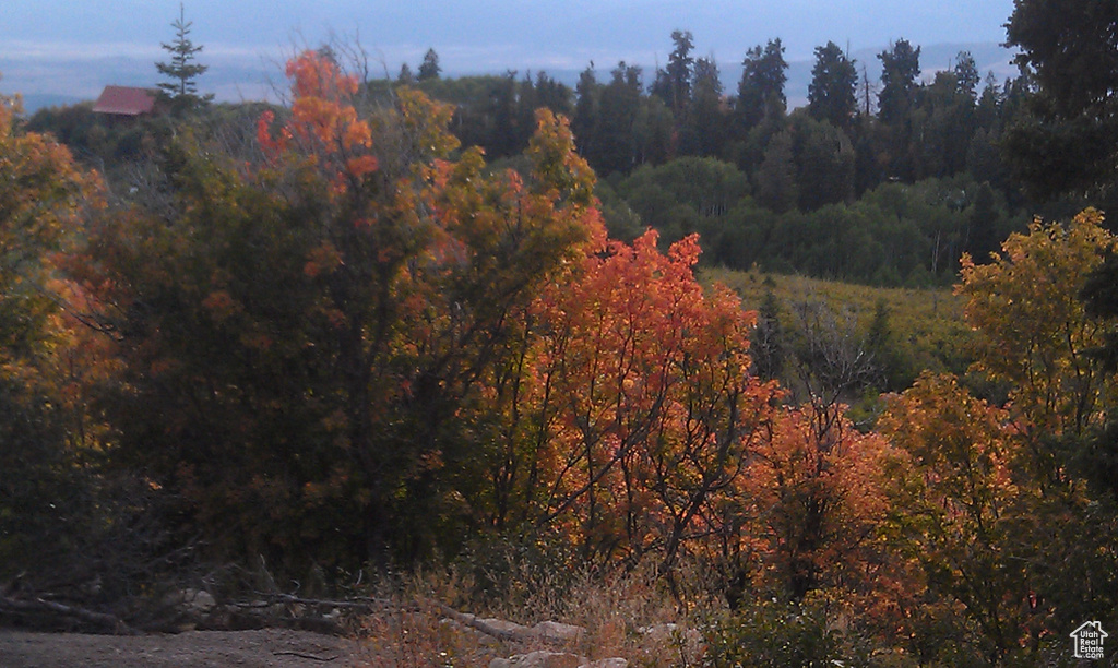 View of woods
