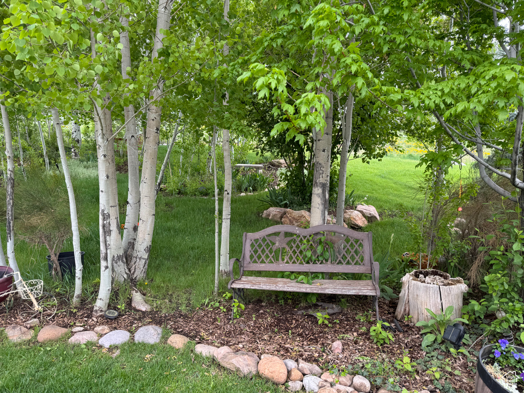 View of grassy yard