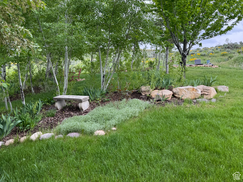 View of grassy yard
