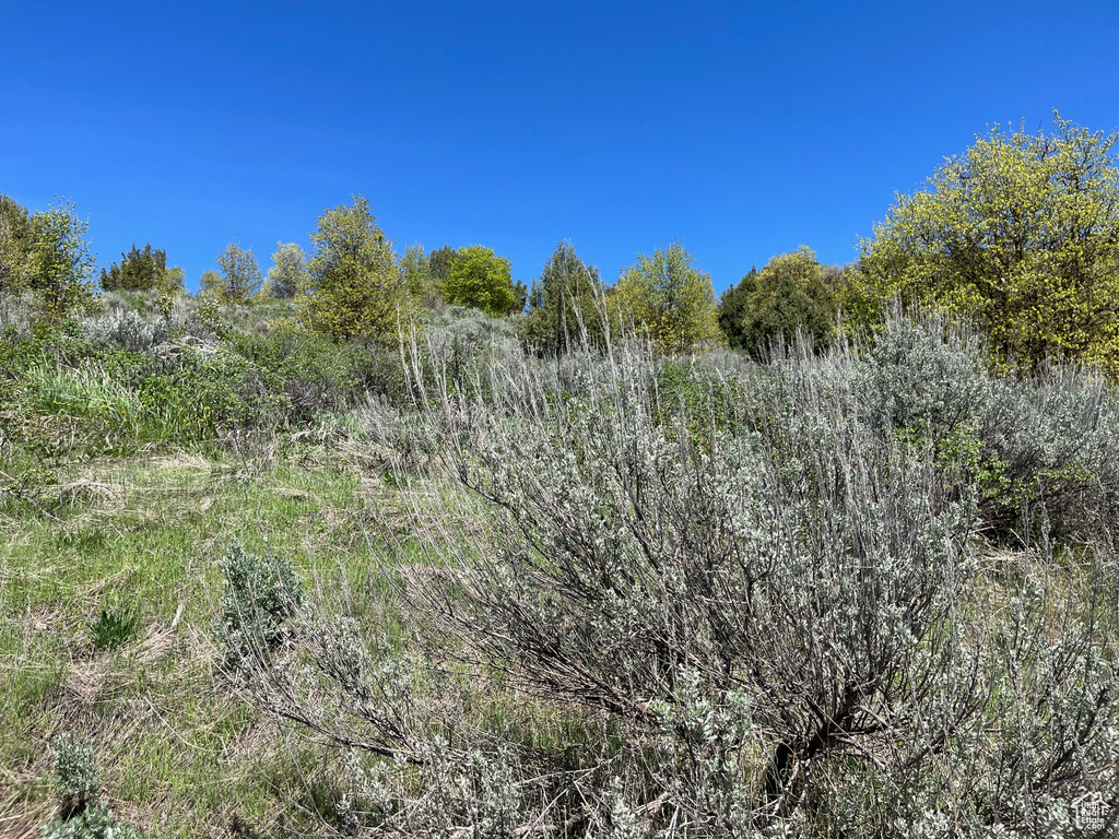 View of local wilderness