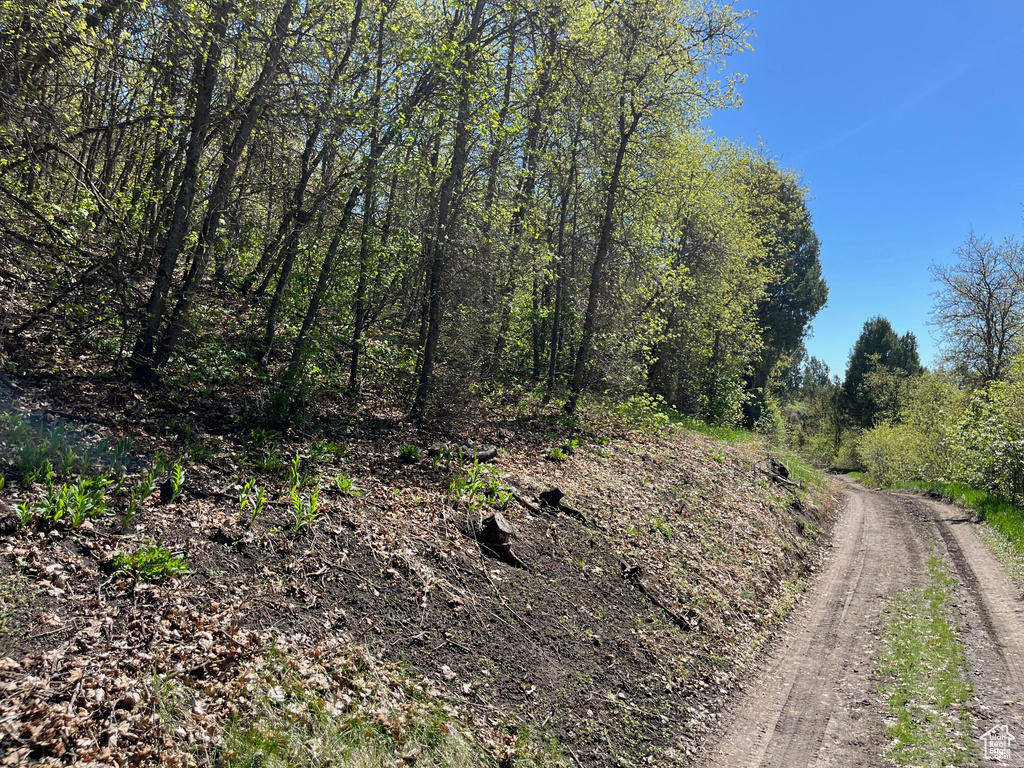 View of local wilderness