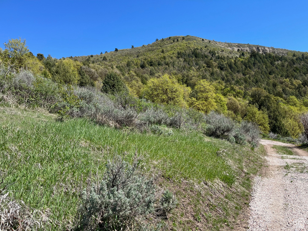 View of mountain background with a forest