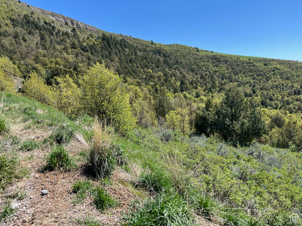Mountain view with a forest