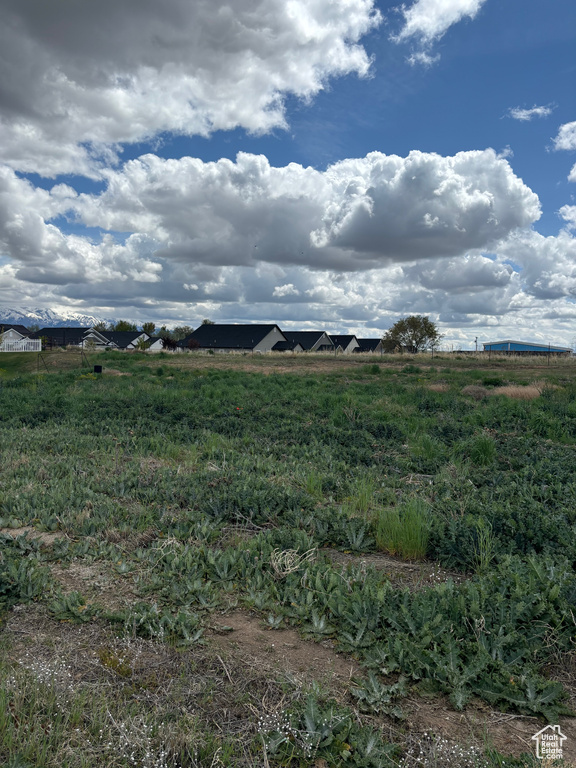 View of local wilderness
