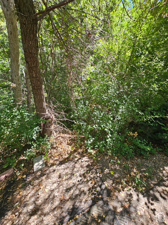 View of wooded area