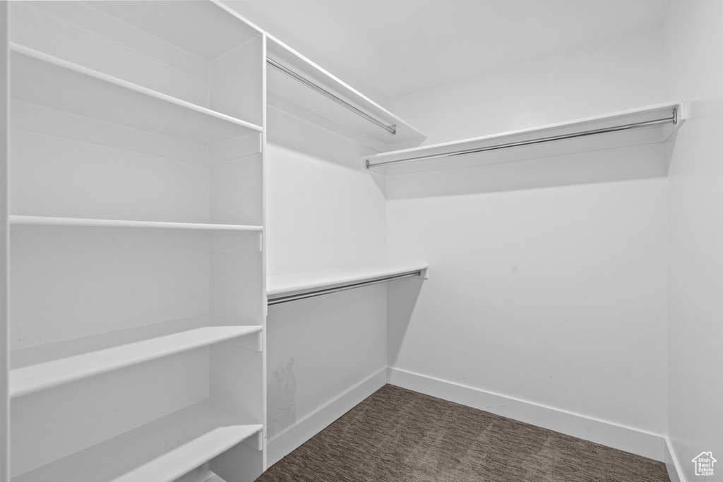 Spacious closet featuring carpet flooring