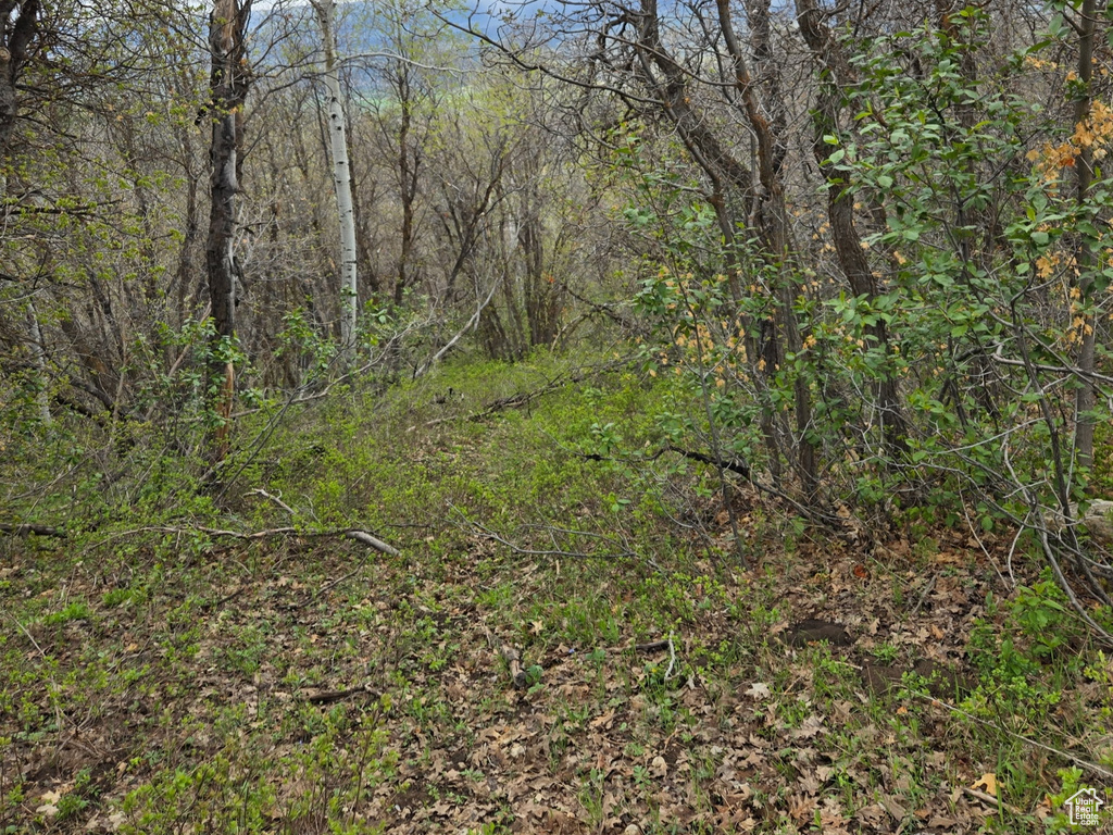 View of wooded area