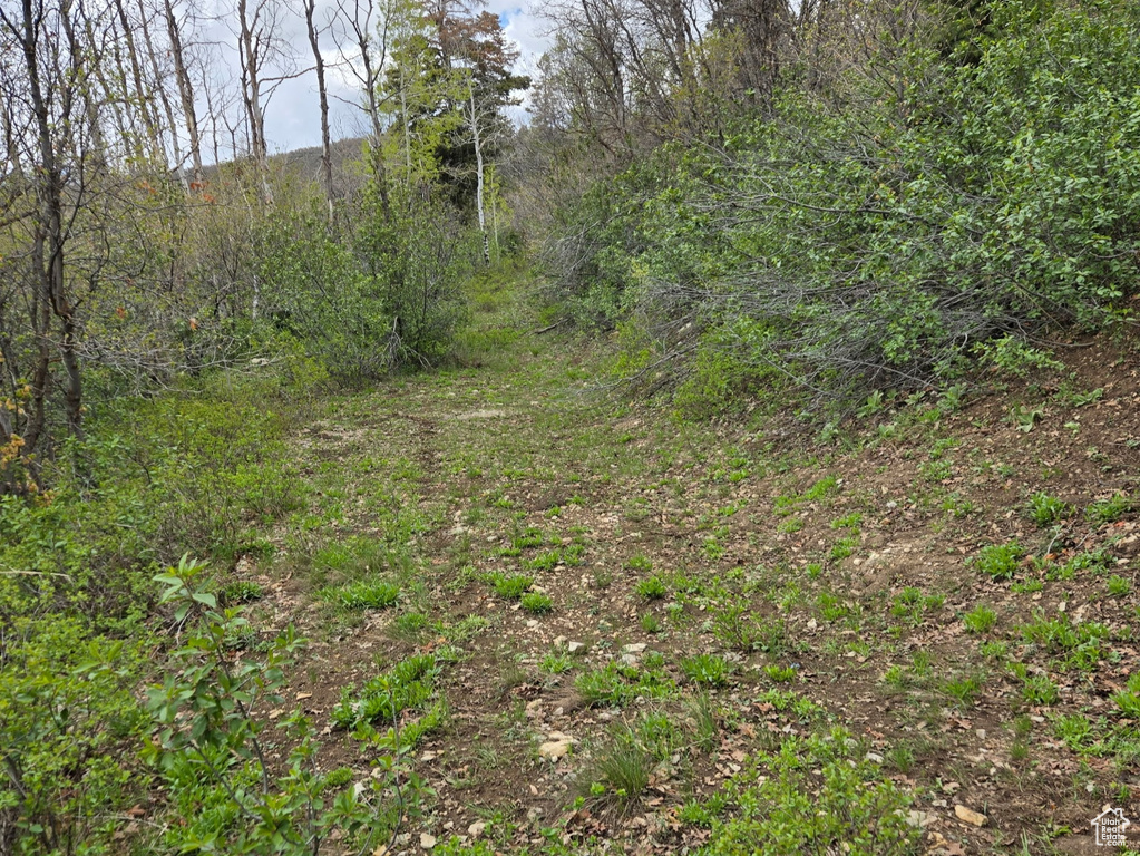 View of nature
