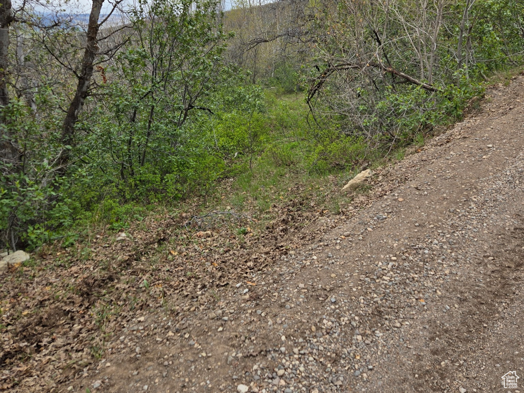 View of woods