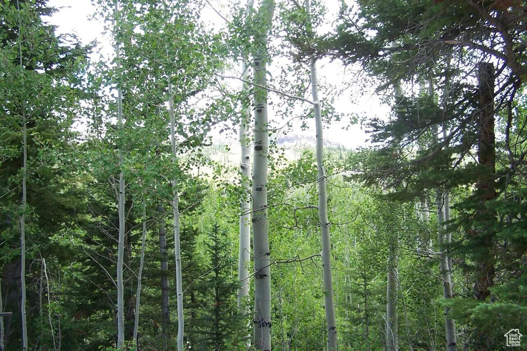 View of tree filled area