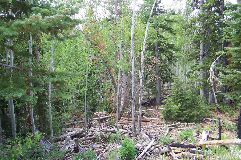 View of tree filled area