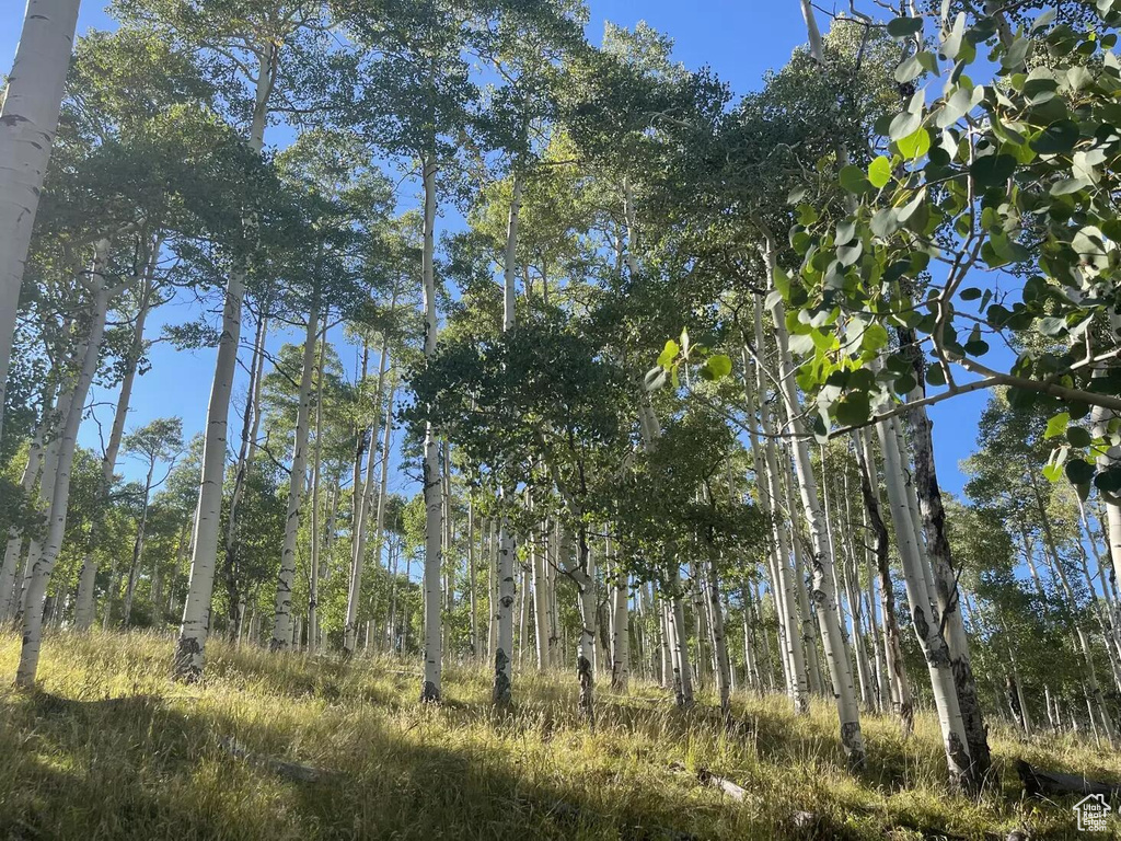 View of local wilderness