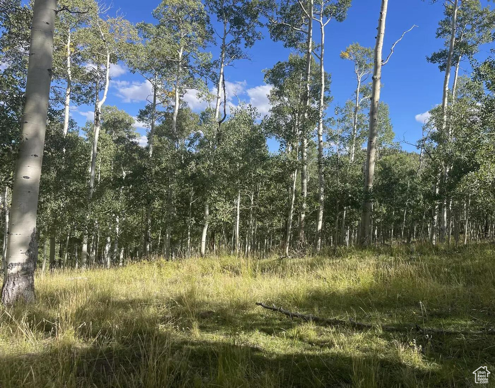View of tree filled area