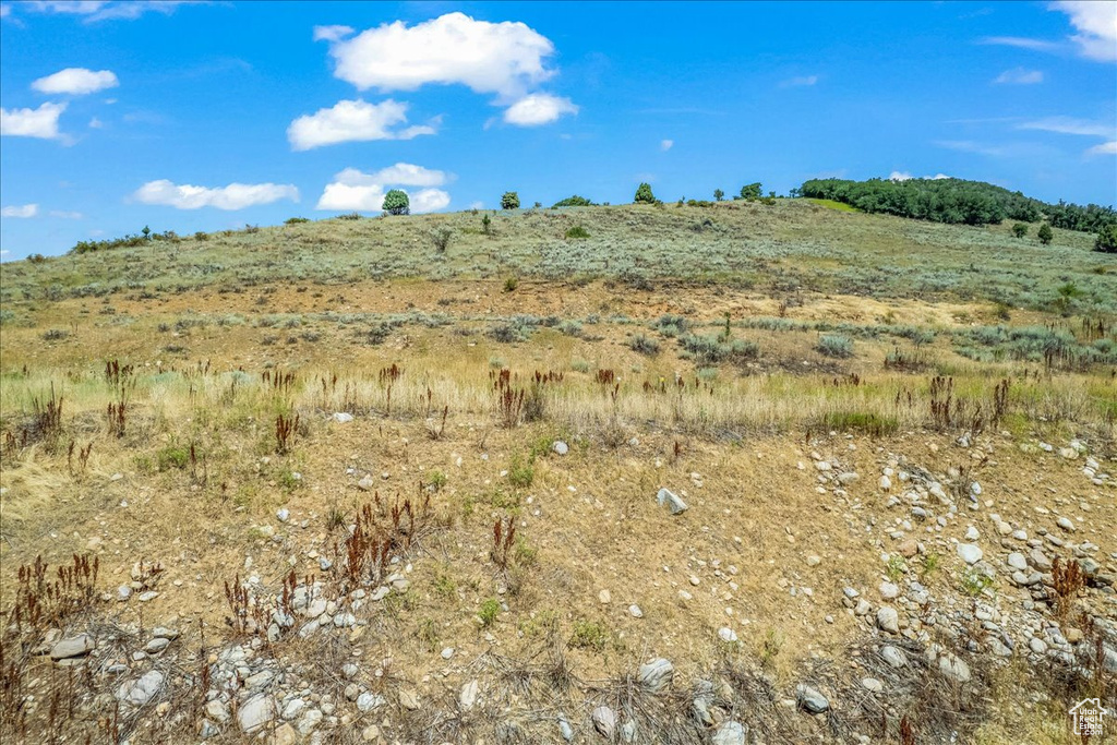View of local wilderness