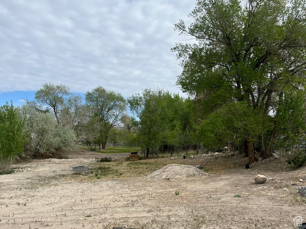 View of local wilderness