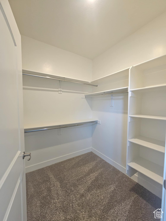Spacious closet featuring carpet floors